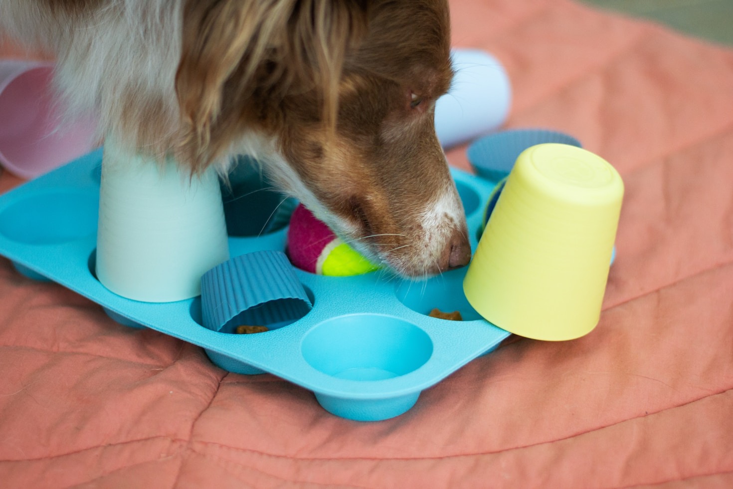 Ensuring a Healthy Start for Your Puppies